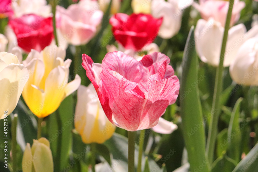 チューリップ 春 花畑 ガーデン マーブル 白い 赤い リラックス 背景 春の花 美しい 綺麗
