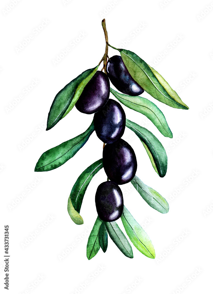 Watercolor olive branch on white background. Hand drawn illustration Watercolor olive branch on white background. Hand drawn illustration