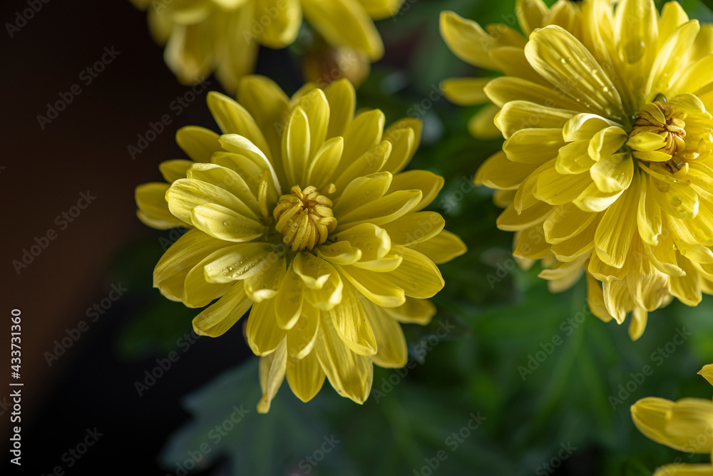 Yellow beautiful garden flower close-up. Yellow beautiful garden flower close-up.