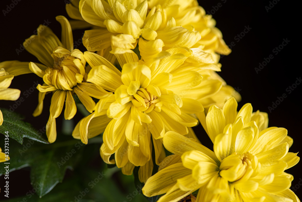 Yellow beautiful garden flower close-up. Yellow beautiful garden flower close-up.