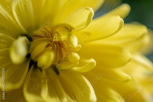 Yellow beautiful garden flower close-up.
