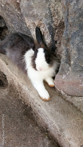 black and white rabbit sitting beside a rock.