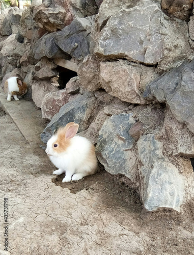 The little white rabbit sat beside the rocks.