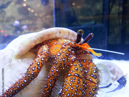 Dardanus megistos, a hermit crab in an aquarium It is an animal living in an empty shell.