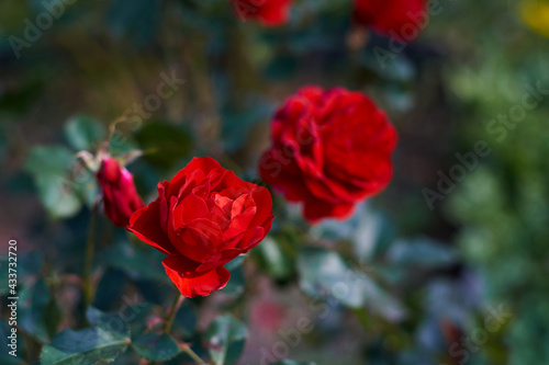 red roses in the garden