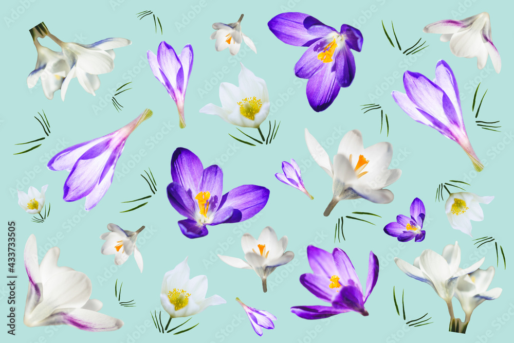Fototapeta premium Purple and white crocus flowers on a blue background. Floral spring background. Floral pattern.