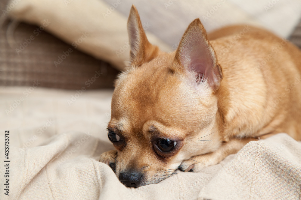 A young brown Chiahua puppy with sad eyes lies on the couch in a state of rest
