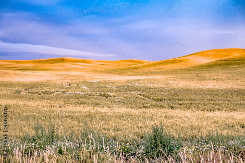 Rolling hills and Farm Land at palouse washington Rolling hills and Farm Land at palouse washington