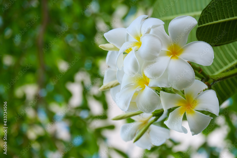 Fototapeta premium White plumeria flowers and refreshing green leaves
