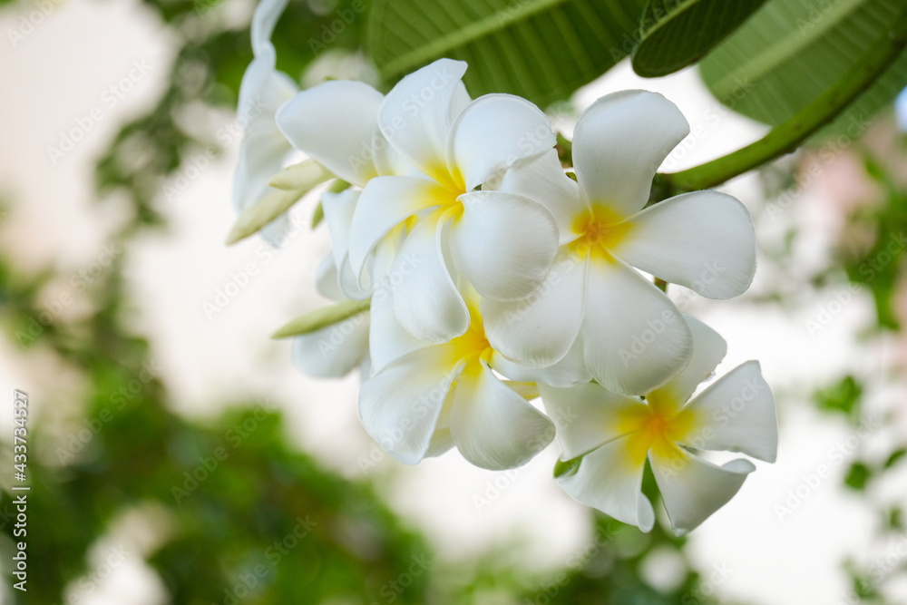 White plumeria flowers and refreshing green leaves