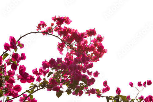 Pink Bougainvillea flowers isolated on white background.
