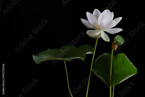 White Royal lotus blooming in the swamp with green leafs on black background,