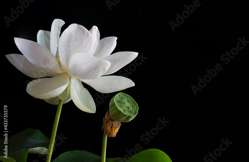 White Royal lotus blooming in the swamp with green leafs on black background,