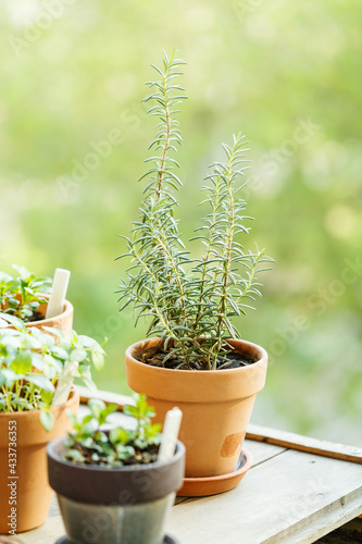 Fragrant rosemary grown in a clay pot on the balcony, close-up. Selective focus.