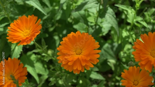 Marigold flower. Calendula blossom..Blooming orange Pot marigold Swaying In The Wind..Close up. Selective focus. Pan right..Nature background. Spring time concept.