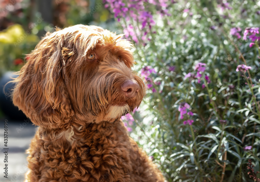Labradoodle dog in front of flowers. Partial view of cute curly apricot female dog sitting in front yard, looking at something. Selective focus on head with defocused foliage and purple flowers.