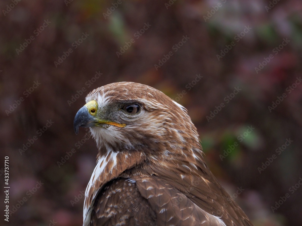 精悍な顔つきのアカオノスリの超アップ