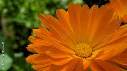 Marigold flower. Calendula flower..Blooming orange Pot marigold blossom Swaying In The Wind..Macro image. Selective focus. .Nature background. Spring time concept.