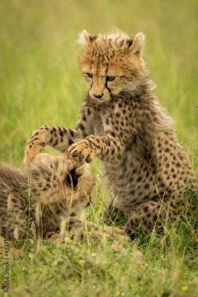 Close-up of cheetah cubs playing on grass Close-up of cheetah cubs playing on grass