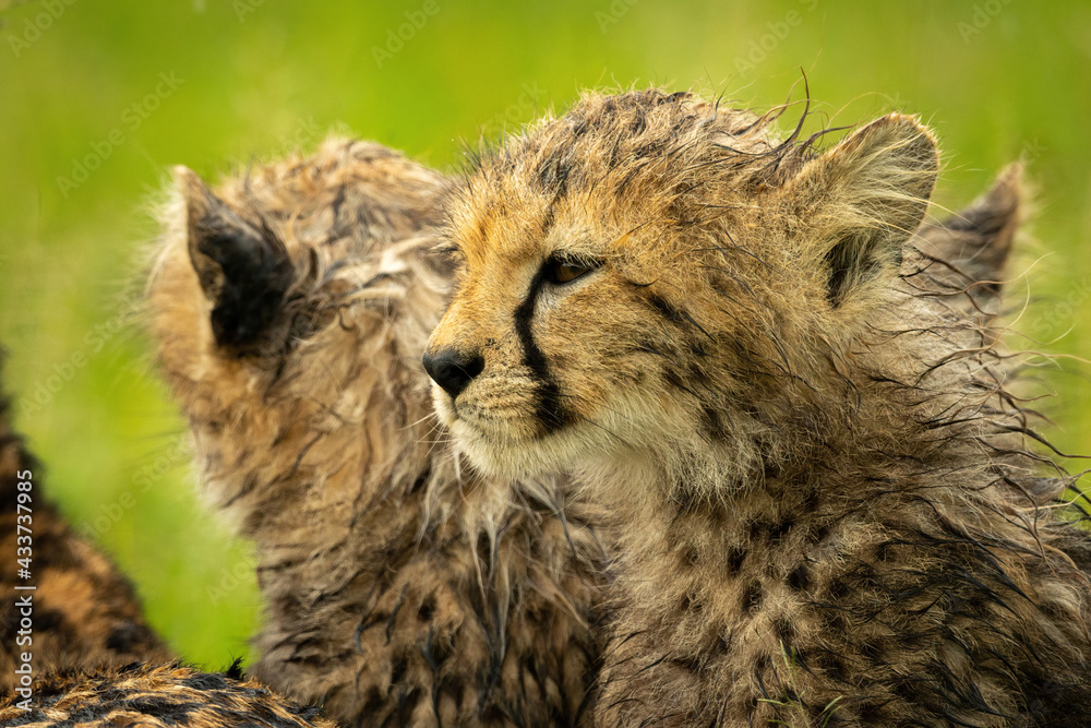 Fototapeta premium Close-up of cheetah cub sitting with another