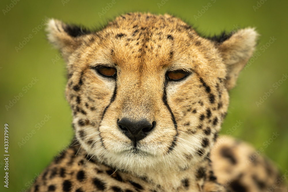 Close-up of cheetah head with green background Close-up of cheetah head with green background