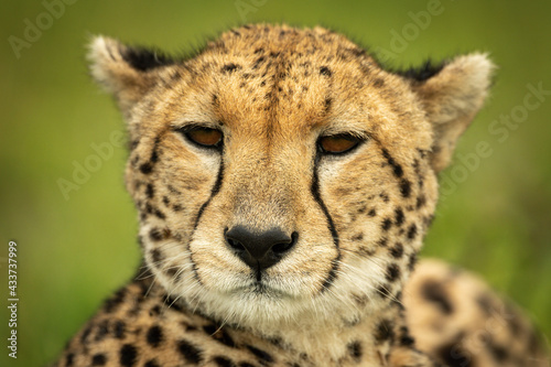 Close-up of cheetah head with green background