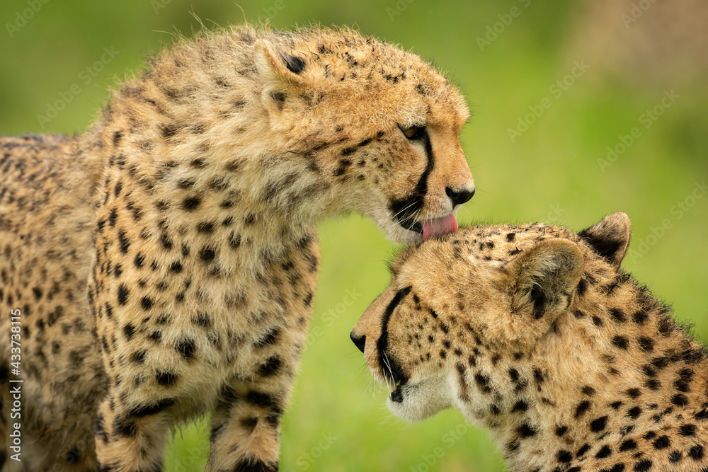 Close-up of cheetah cub washing its mother Close-up of cheetah cub washing its mother