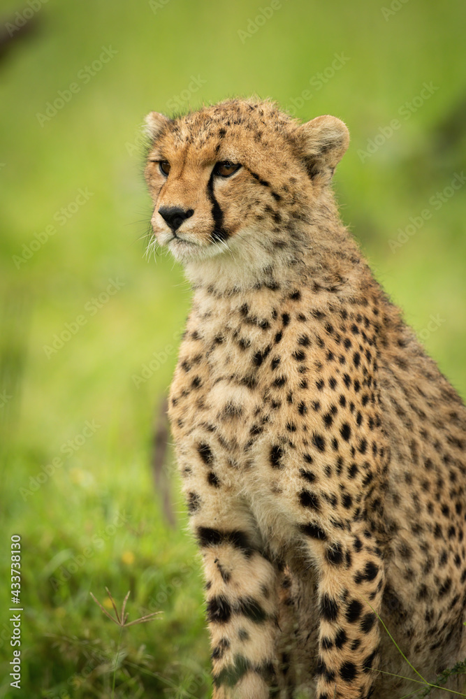 Close-up of cheetah cub sitting facing left Close-up of cheetah cub sitting facing left