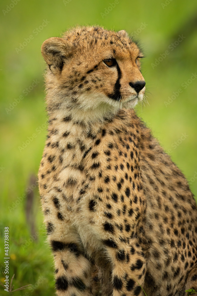 Close-up of cheetah cub sitting looking right Close-up of cheetah cub sitting looking right