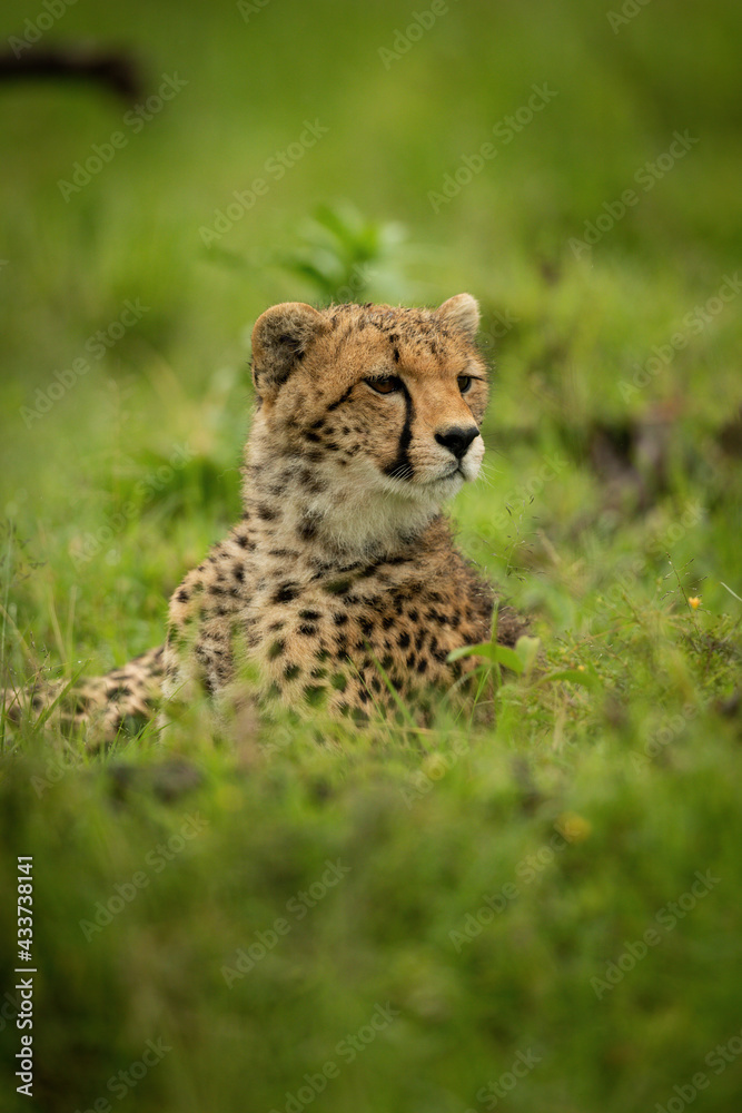 Close-up of cheetah cub lying looking right Close-up of cheetah cub lying looking right