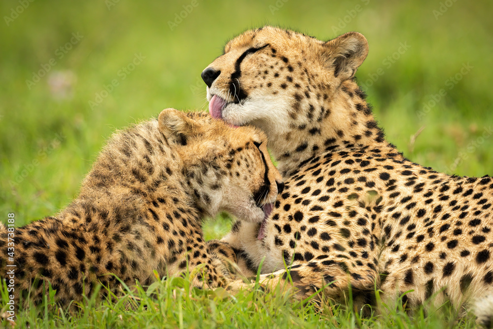 Close-up of cheetah lying down grooming cub Close-up of cheetah lying down grooming cub