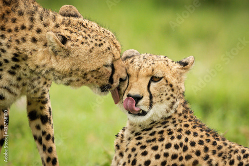 Photography Close-up of cheetah bending to lick another