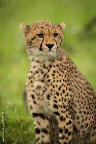 Close-up of cheetah cub sitting turning head