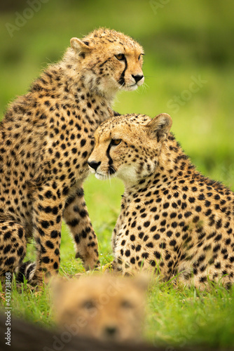 Close-up of cheetah cub sitting with mother