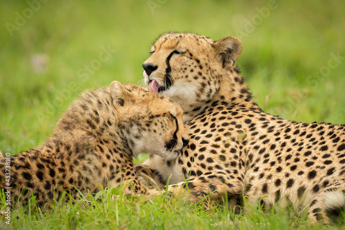 Close-up of cheetah licking cub on grass