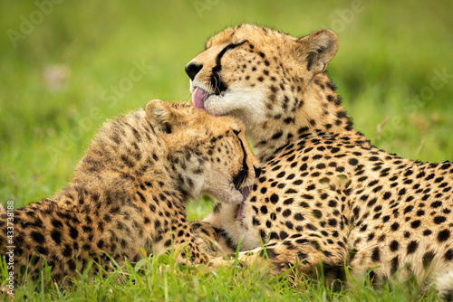 Close-up of cheetah lying down grooming cub