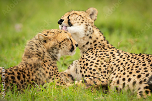 Close-up of cheetah licking cub in grass