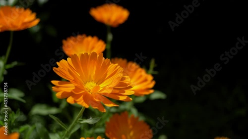 Marigold flower. Calendula flower. Black background..Blooming orange Pot marigold blossom Swaying In The Wind..Close up. Selective focus. .Nature background. Springtime concept.