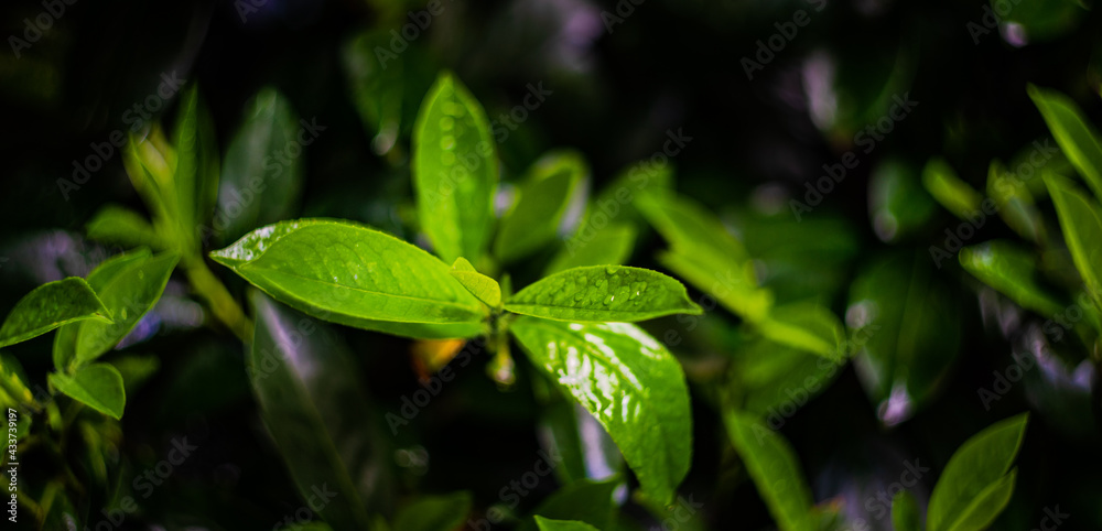 Green leaves with rain drops Green leaves with rain drops
