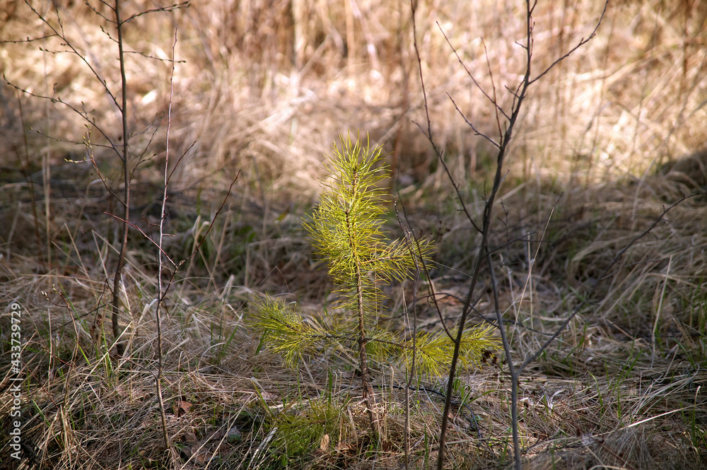 young Christmas tree among the tall grass in the woods young Christmas tree among the tall grass in the woods