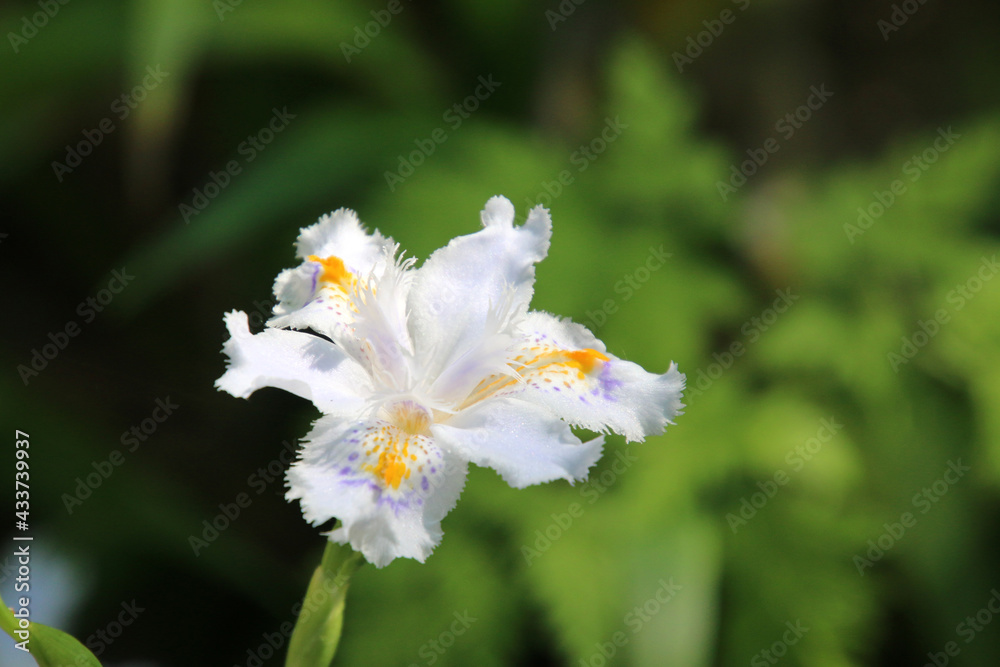 シャガ・山寺（山形県・山形市）