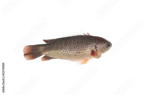 Fototapeta Naklejka Na Ścianę i Meble -  Climbing perch fish(Anabas testudineus) isolated on white background.