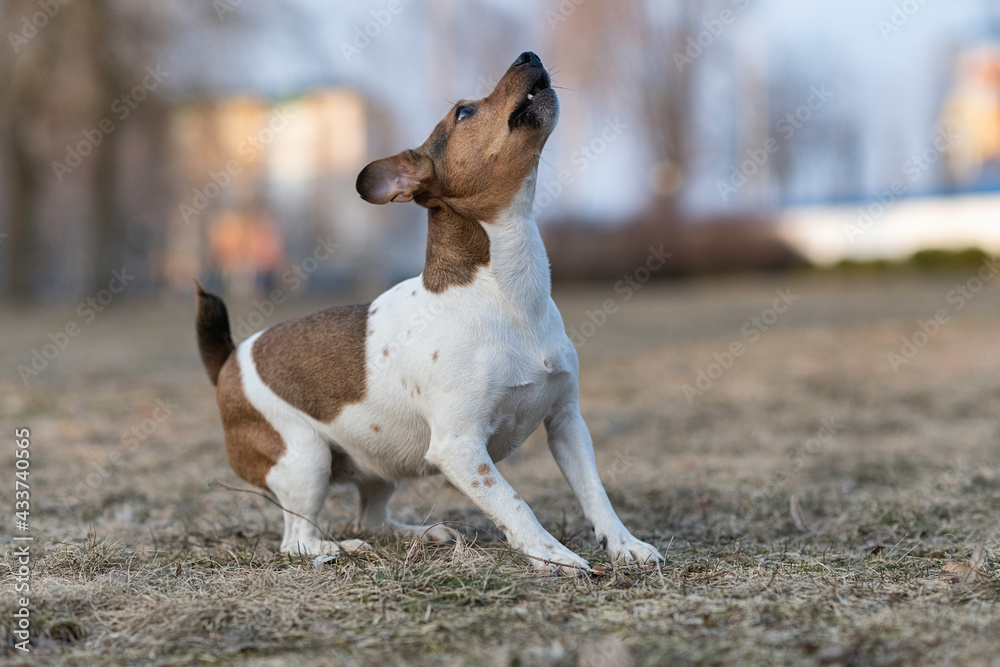 Beautiful young dog Jack Russell Terrier breed plays in the park.