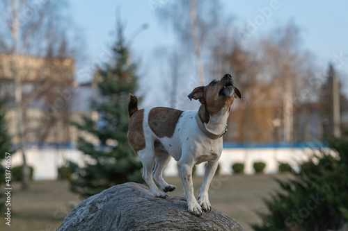 Fototapeta Naklejka Na Ścianę i Meble -  Beautiful young dog Jack Russell Terrier breed plays in the park.