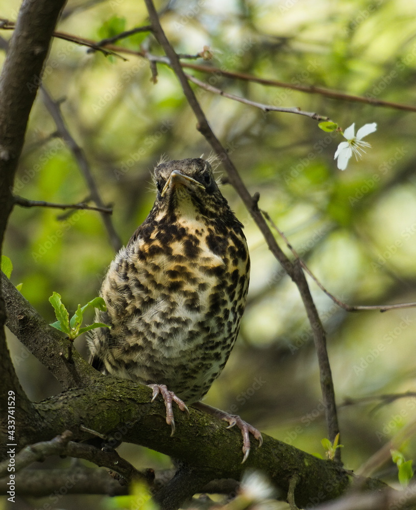 The fieldfare (Turdus pilaris) on a branch. Close-up on chick fieldfare on a tree. Young bird on a branch The fieldfare (Turdus pilaris) on a branch. Close-up on chick fieldfare on a tree. Young bird on a branch