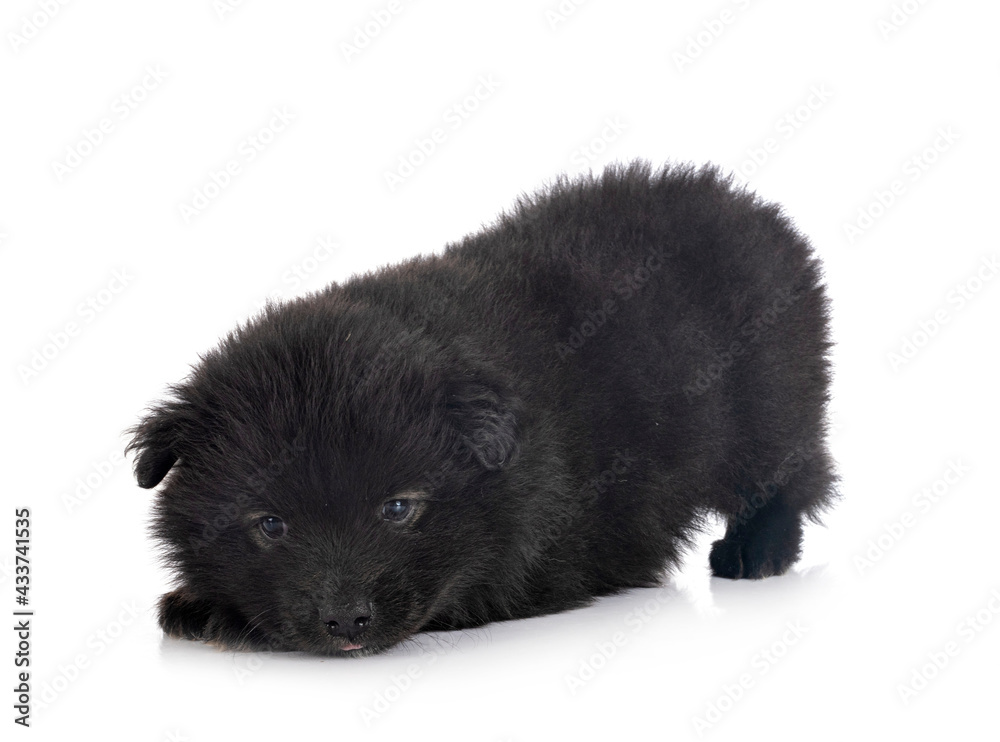 Fototapeta premium puppy Finnish Lapphund in studio