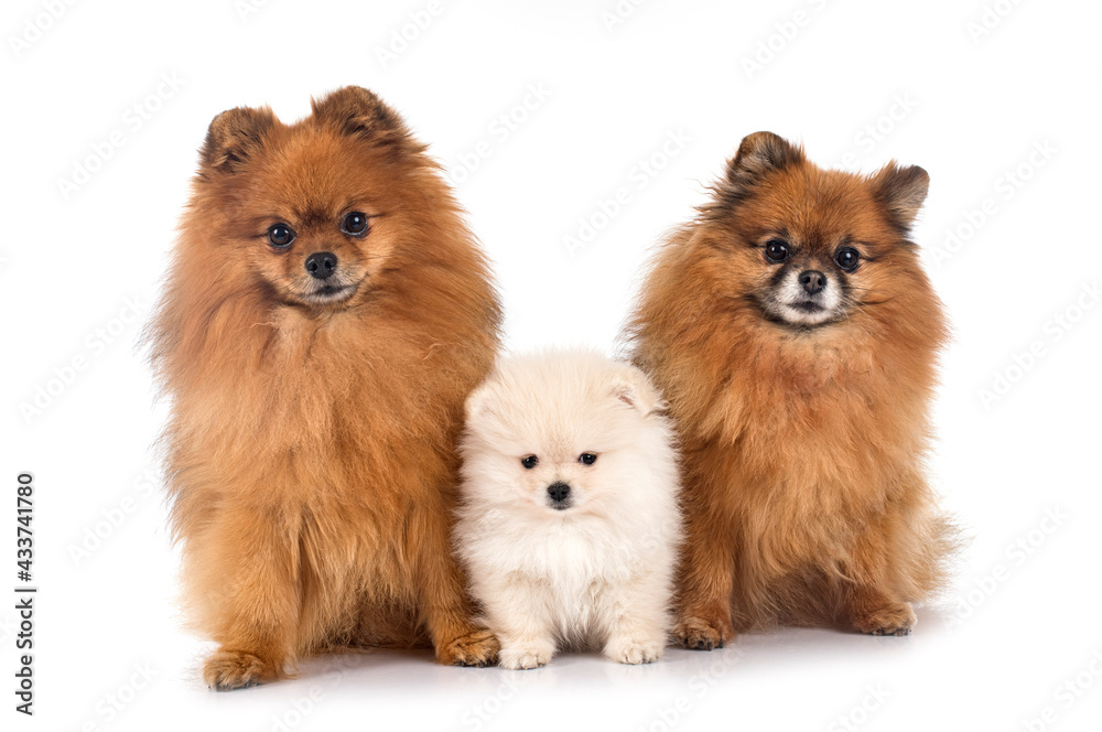 pomeranians in studio pomeranians in studio