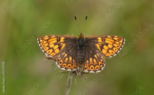 A rare Duke of Burgundy Butterfly, Hamearis lucina, perching on a plant with its wings open.