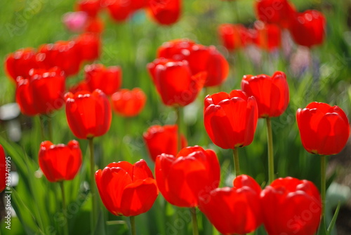 field of tulips