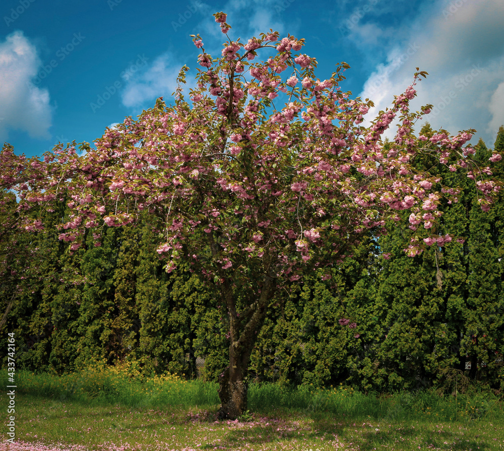 blooming tree